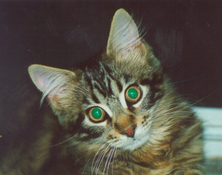 Worf Kitten